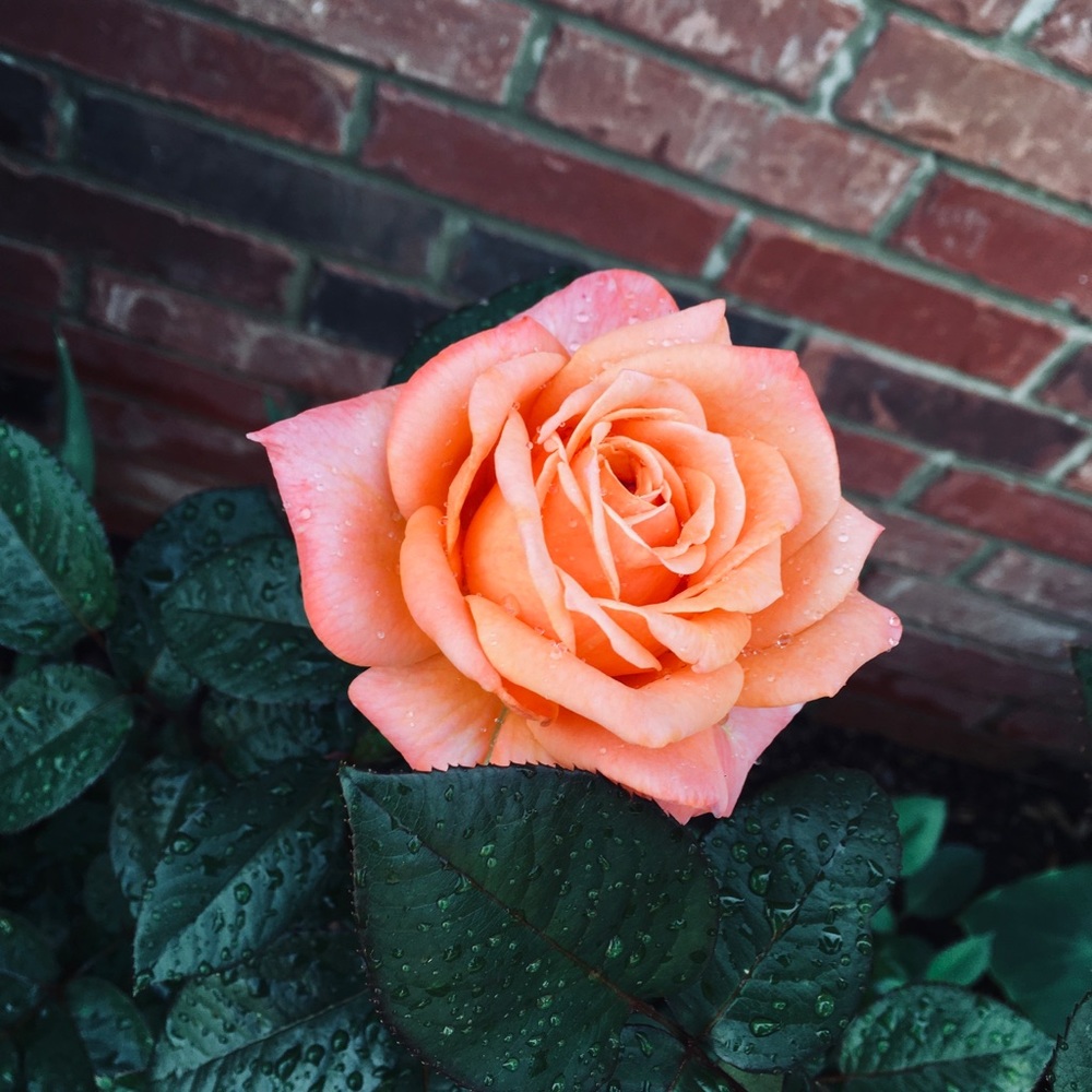 Meet your Posher, Jana